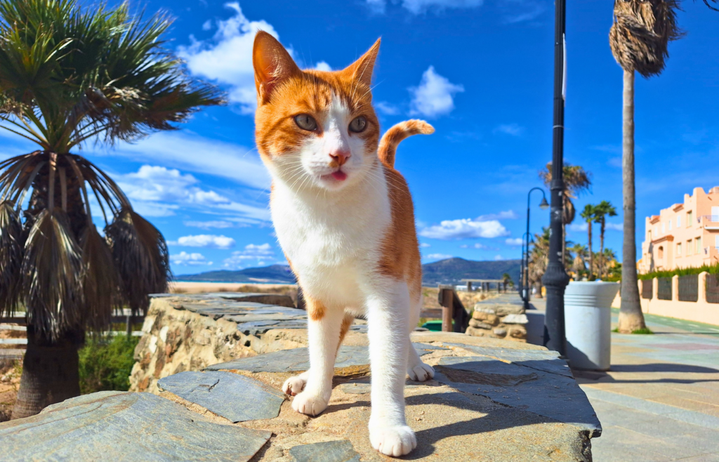neat street cat facts Refugio Sonrisas Tarifa orange boy beach kitesurfing Spain animal shelter
