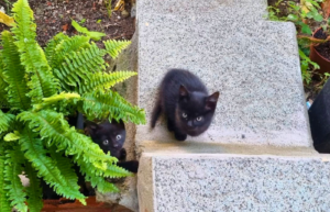 street kitten facts did you know black void kittens fostering adoption Refugio Sonrisas Tarifa Spain