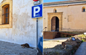 Castle of Tarifa Guzman el Bueno street cat feeding colony guide Refugio Sonrisas Tarifa Spain did you know stray cats