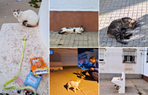 Refugio Sonrisas Tarifa Spain cat colony Las Gaviotas feeding strays did you know facts unsterilized local care