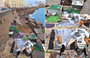 Cádiz Felina Spain outdoor stray street cat shelters winter rain beach ocean colony care feeding colonia controlada trap neuter return