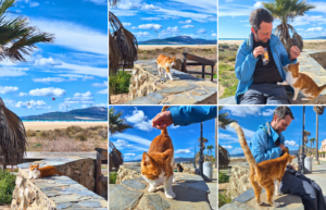 Refugio Sonrisas Tarifa Spain orange boy friendly street cat facts how to help