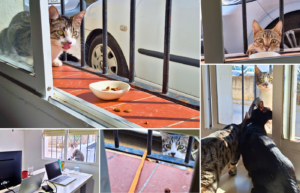 Refugio Sonrisas Tarifa Spain visitor stray cat Windows Vista tabby uncastrated trap neuter return foster kittens Romina and Fugui